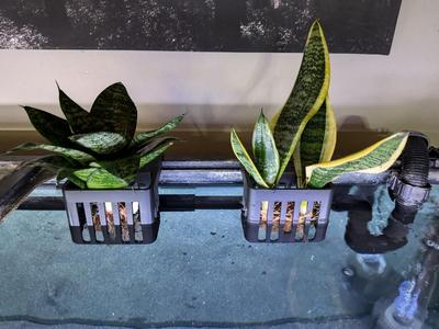 Aquarium Plant Holder for Rimmed Aquarium