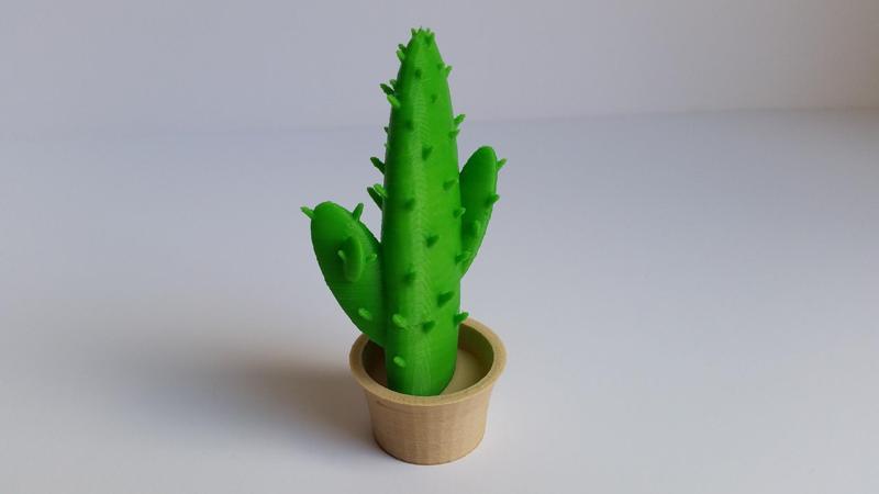 Cactus in a pot