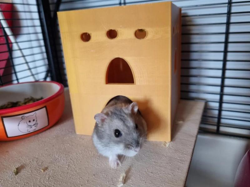 hamster house   