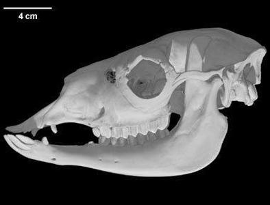 Lama glama, Llama skull