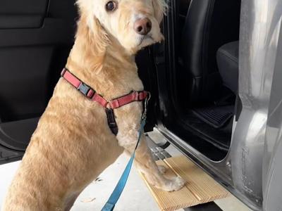 Dog Step for Gen 3 Toyota Tacoma Running Board