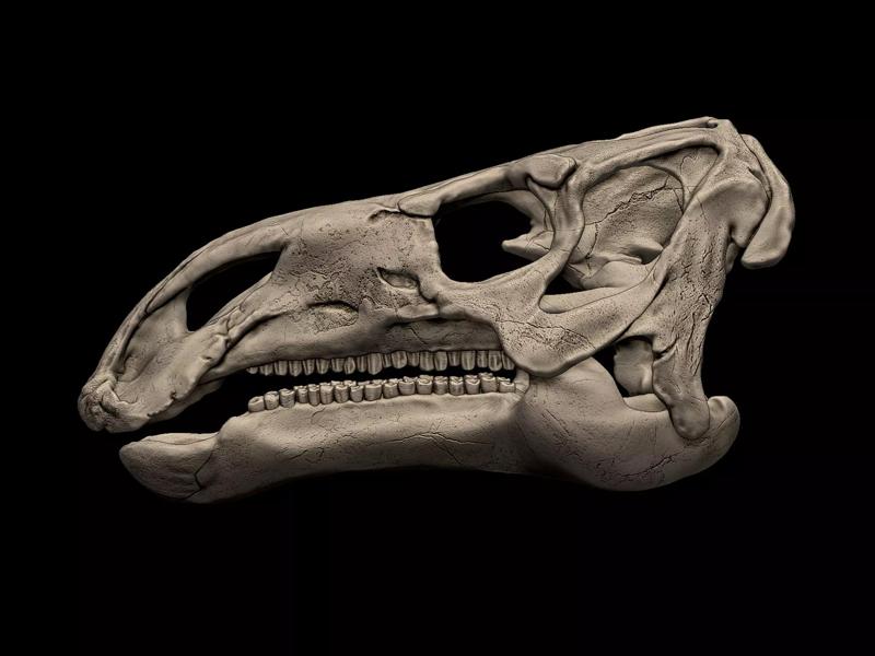 Iguanodon Skull