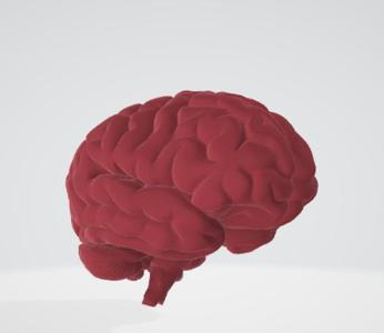 Brain