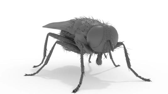 Housefly 3D print model fly