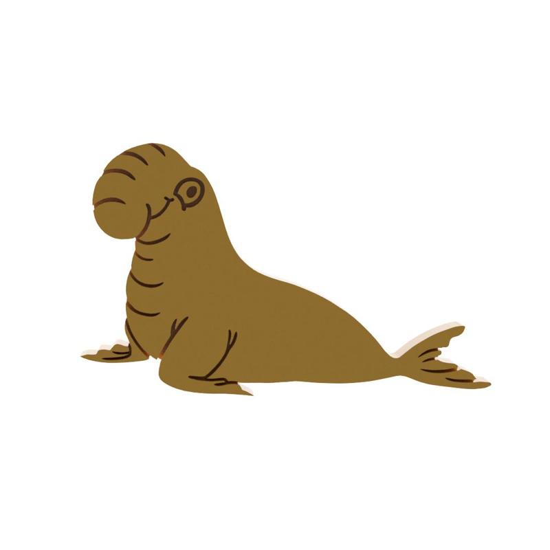 Bull Elephant Seal Cookie Cutter