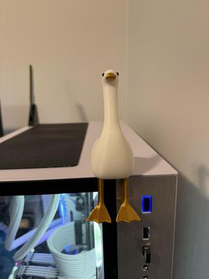 Sitting Duck/Goose on Ledge