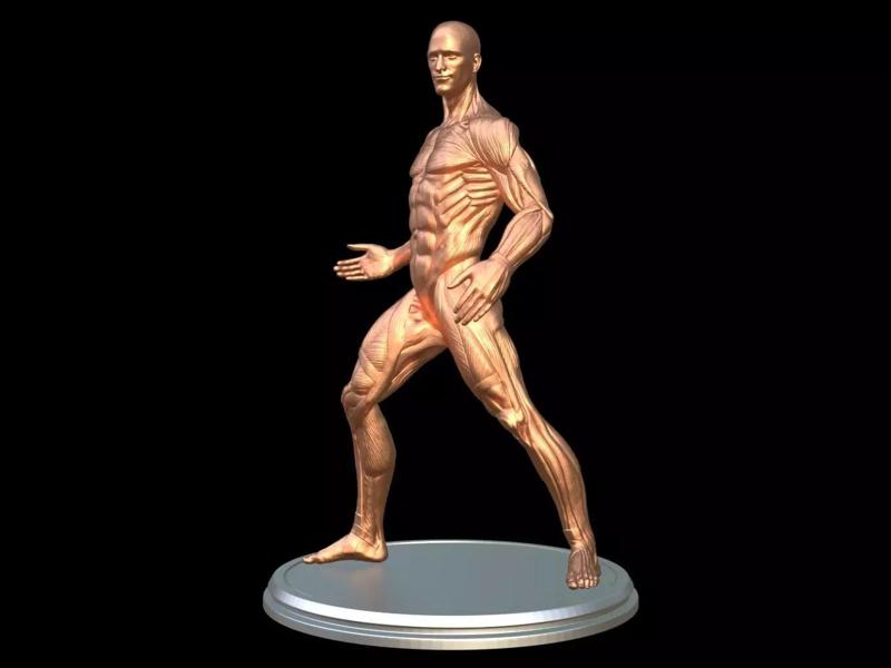 Male Ecorche anatomy fight pose