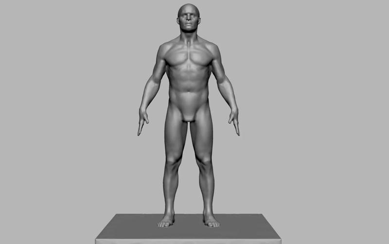 Male Anatomy Figure