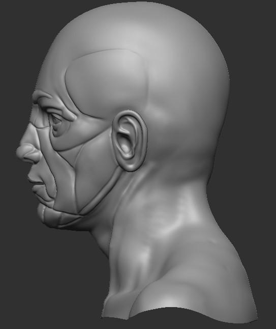 anatomy for sculptors