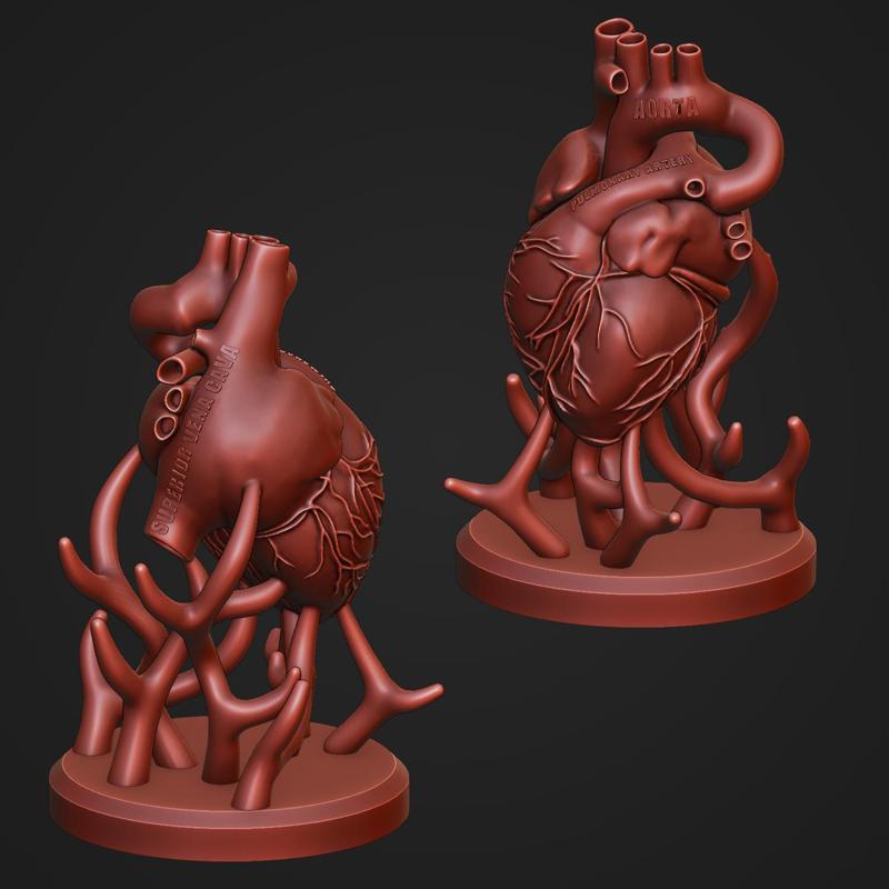 Human Heart Anatomy Sculpture Statue Art