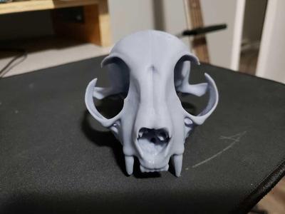 Domestic Cat Skull pre-supported resin