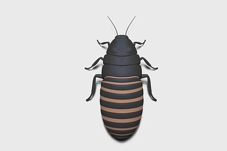 cockroach