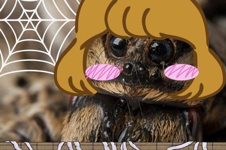 Spider Araña Lobo 2D