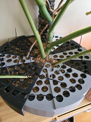 Pizza Protector | Monstera and other plant protector