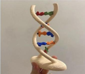 Dna Eğitim Modeli