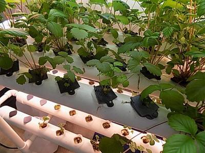 LA Pond square hydroponic netpot/netpot plug/netpot plant iris cover