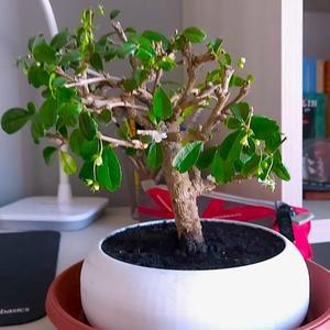 Bonsai Vase (PET-G)