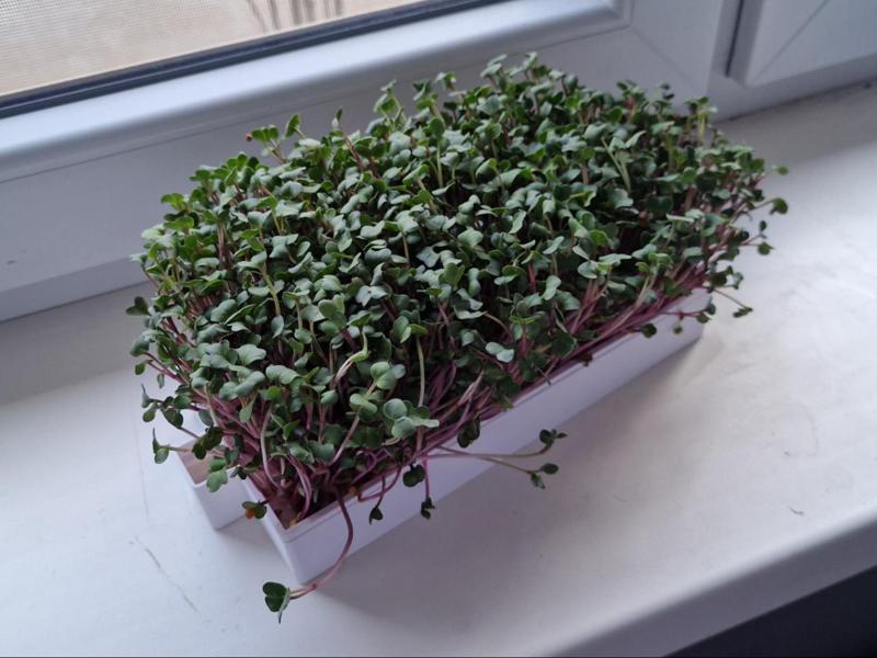Planter for Microgreens