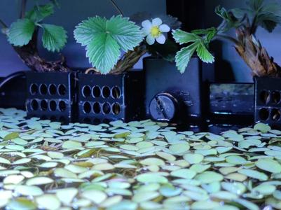 Aquarium Plant Holder (6mm glass)