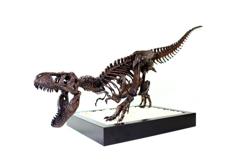 T-Rex Skeleton - Leo Burton Mount