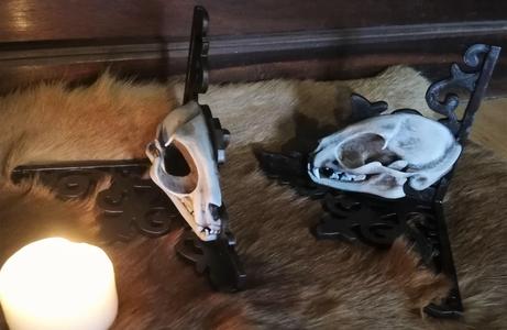 Cat skull bookend