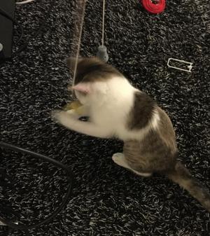 Cat Toy