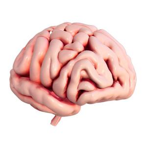 Detailed Brain Model