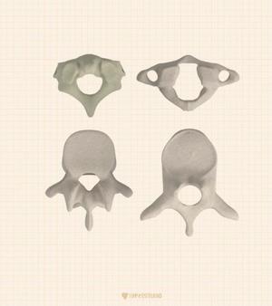 Human Vertebrae Pack – Atlas (C1), Axis (C2), Cervical (C3), Thoracic (T2), Lumbar (L5) | Anatomical 3D Models STL