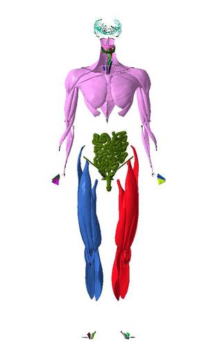 Human  Organ Zone in 27 Parts Segmented