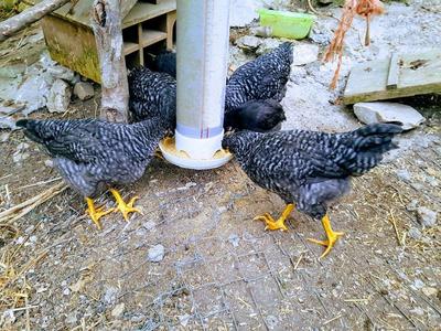 Hanging Chicken feeding trough