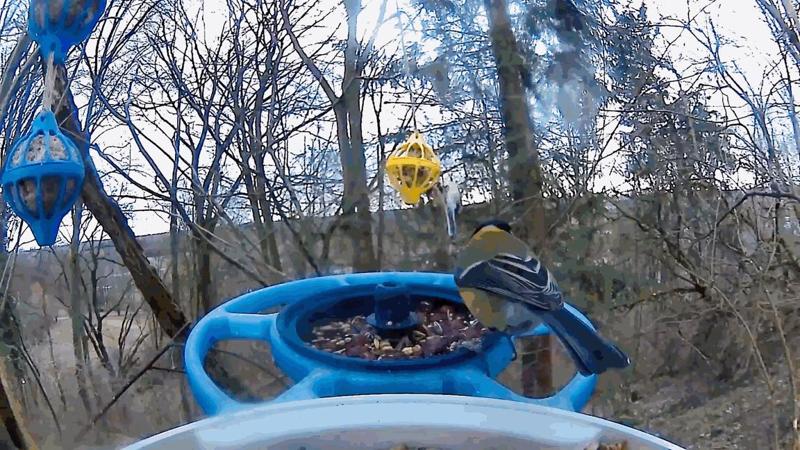 Holder for Bird Fat Balls --- Halter für Meisenknödel - Vogelfutter Bälle 