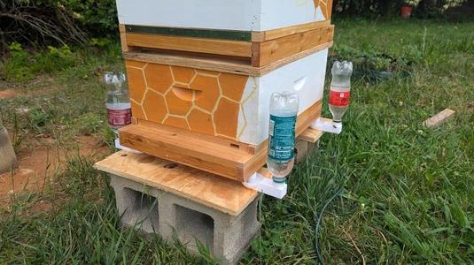 Bee Hive ant mote low maintenance