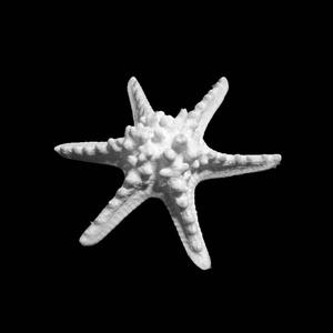 Horned Sea Star