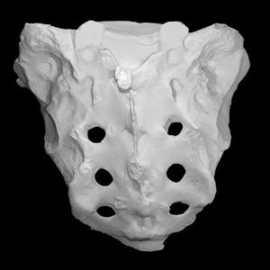 Human Skeleton Sacrum Bone, High Resolution Anatomy Scan