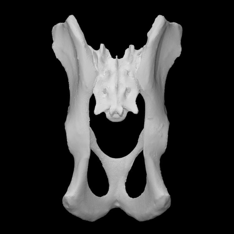 Raccoon pelvis