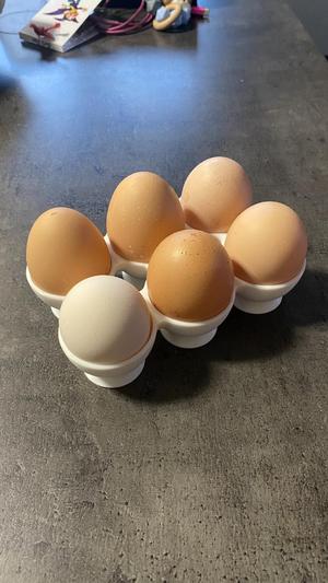 Eggs L size 6pack rack