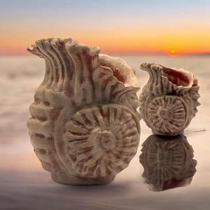 Sea Shell - Sculpture