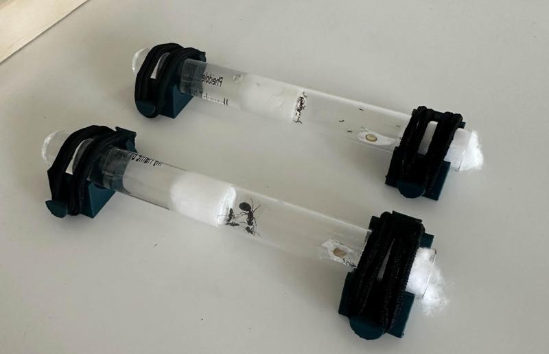 Ant test tube holder