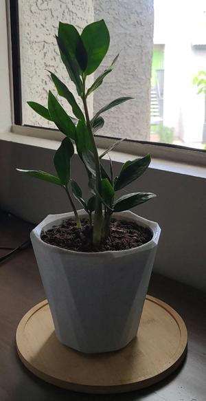 Basic Plant Pot