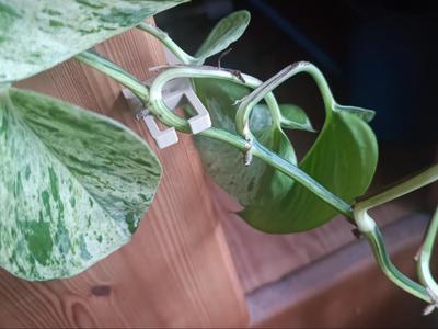 Plant-clamp