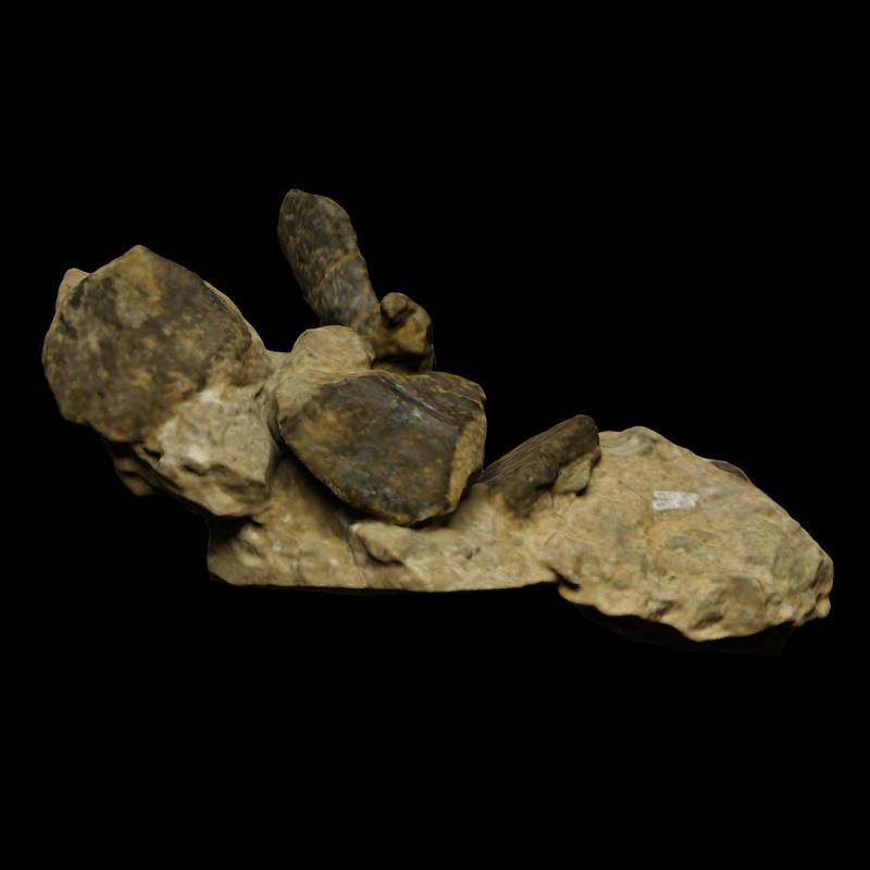 Chelonian (turtle) fossil