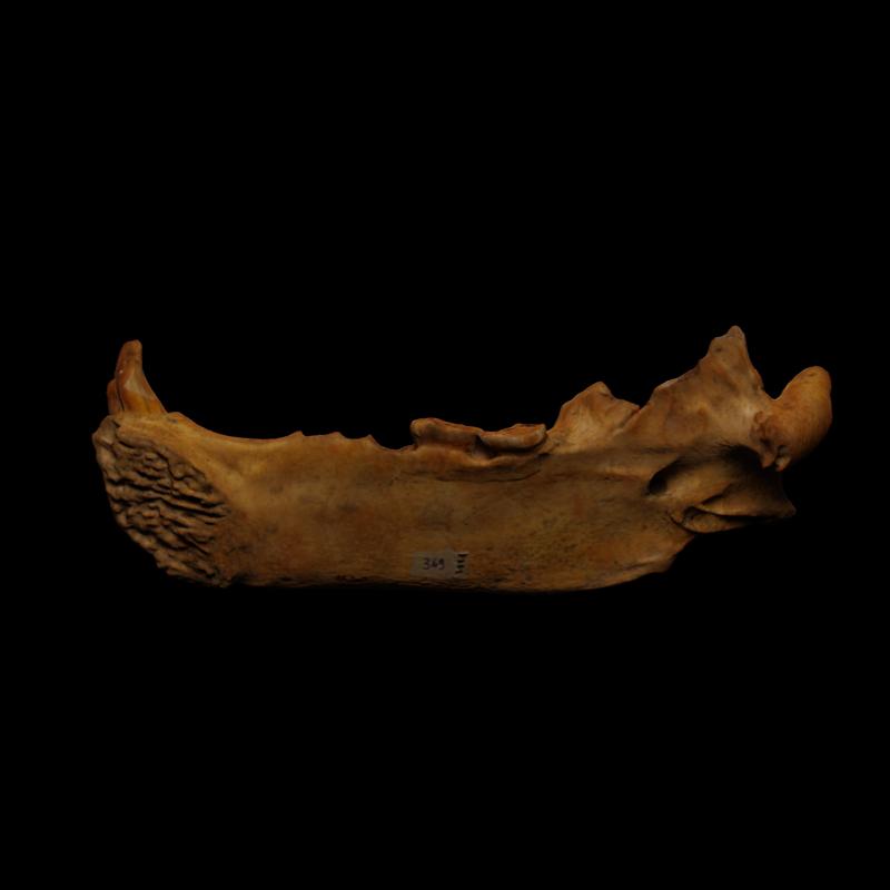 Jaw of a cave bear (7887)