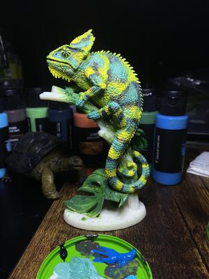 high-crowned chameleon