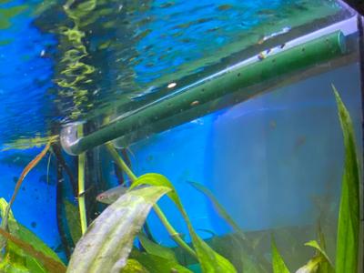 Aquarium Eheim Filter 90 Degree Bend For Spray Bar