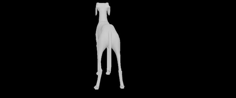 saluki dog-saluki dog