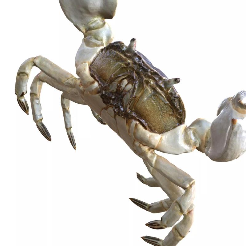 CRAB CRUSTACEANS FISH EYES ANIMAL ANATOMY 3D MODEL PRINTABLE