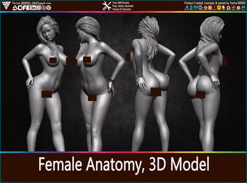 Female Anatomy 3D Model