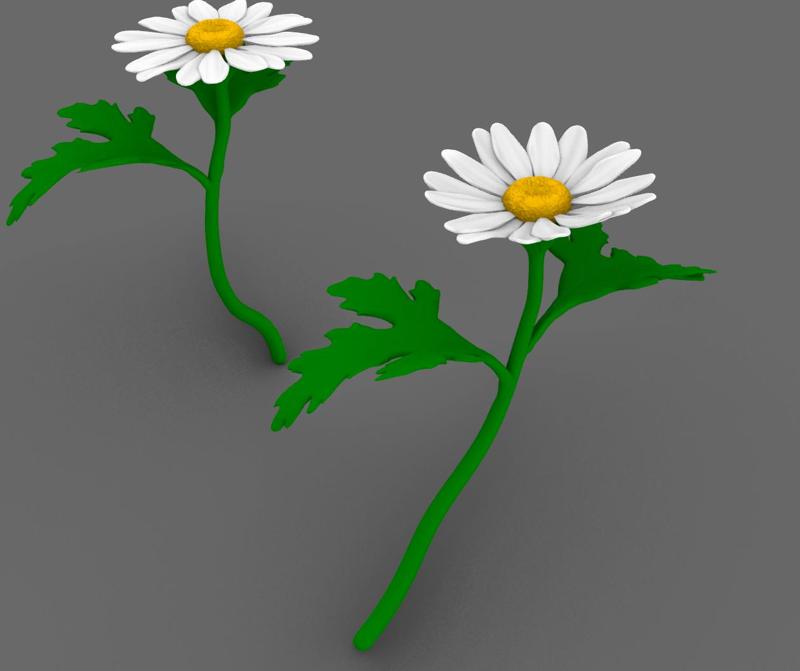 Daisy flower - daisy flower 3D Natural and Realistic 3D Model