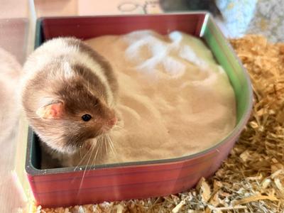 Hamster Toilet Bathtub Sand Bath Rodent
