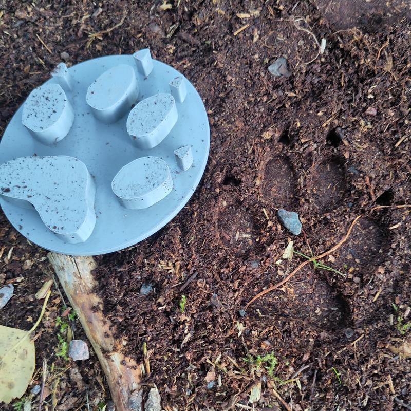 Djurspår, stämplar i naturlig storlek